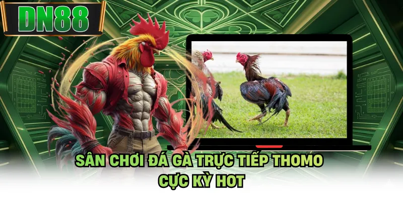 Sân chơi đá gà trực tiếp thomo cực kỳ hot