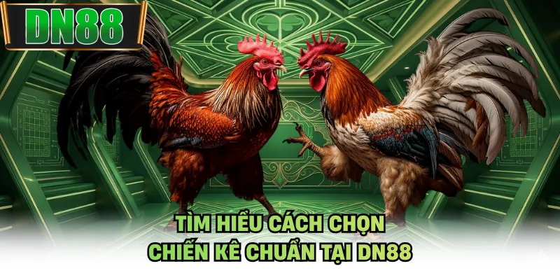 Tìm hiểu cách chọn chiến kê chuẩn tại DN88